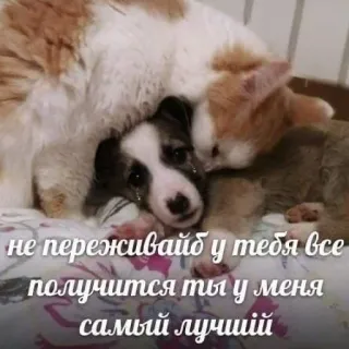 ❤️ не переживай у тебя все получится ты у меня самый лучший แมว, หมา, น่ารัก, สัตว์, ให้กำลังใจ, ช่วยเหลือ, มิตรภาพ telegram sticker