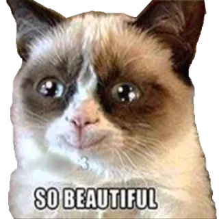 😍 SO BEAUTIFUL gato, meme, gato gruñón, hermoso, divertido whatsapp sticker