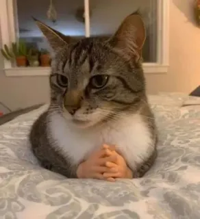 😒 chat, chaton, drôle, animal, animal de compagnie, mains humaines telegram sticker
