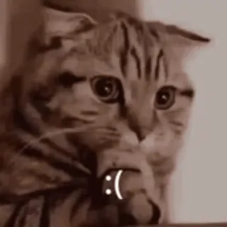 🙂 :( kat, verdrietig, emoji, huisdier, dier, bedroefd telegram sticker