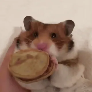🐾 Hamster, Nagetier, Tier, niedlich, Haustier, Futter, Pfannkuchen, Kleintier telegram sticker