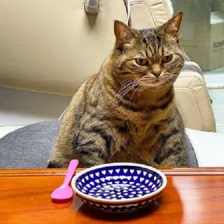 ☹️ cat, bowl, spoon, pet, animal, domestic cat telegram sticker
