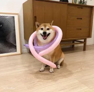 ❤️ dog, shiba inu, balloon, animal, cute, pet telegram sticker