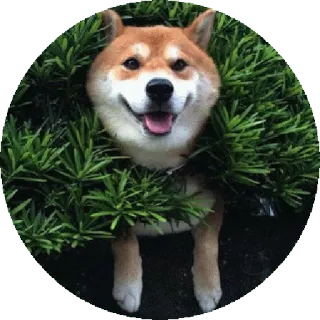 😅 개, 시바견, 동물, 애완동물, 잔디, 식물 telegram sticker