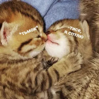 😘 *тьмок* -тисе, Я сптлю кошки, котята, животные, милые, спящий, нежность, любовь, питомец telegram sticker