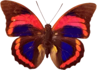 🎀 vlinder, insect, natuur, vleugels, kleurrijk telegram sticker
