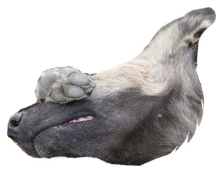 🤦‍♂️ pies, zwierzę, zwierzak, łapa, słodki, szary telegram sticker