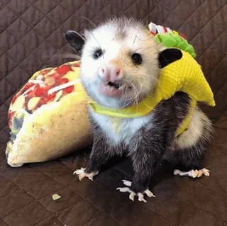 🪱 opossum, possum, cute, animal, costume, meme, funny, wildlife telegram sticker