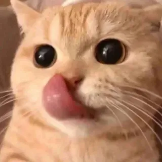 😋 猫, 動物, ペット, 舐める, 可愛い, トラ猫 telegram sticker