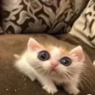 😱 Katze, Kätzchen, süß, Tier, Haustier, Haustier, Katzenartig telegram sticker