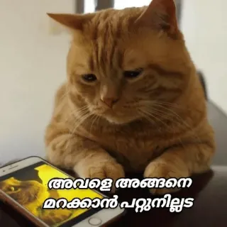 😂 അവളെ അങ്ങനെ മറക്കാൻ പറ്റുന്നില്ലടാ cat, sad, phone, meme, animal telegram sticker