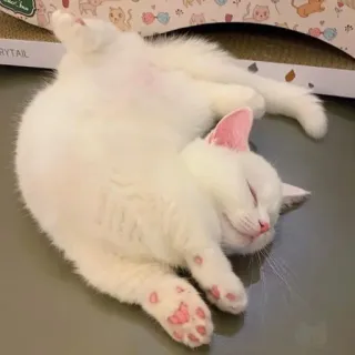 ☺️ chat, chaton, dormir, chat blanc, mignon, animal, chat domestique telegram sticker