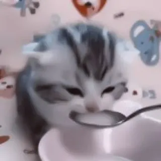 🥠 Kätzchen, Katze, Tier, Milch, süß, Haustier, Löffel telegram sticker