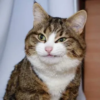 🎃 gato, animal, animal de estimação, felino, mamífero, gato doméstico, gato malhado whatsapp sticker