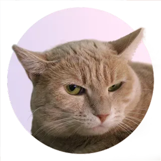 😒 chat, animal, autocollant, animal de compagnie, chat domestique telegram sticker