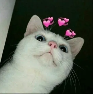 ⚡️ gato, gatito, lindo, corazones, amor, animal telegram sticker