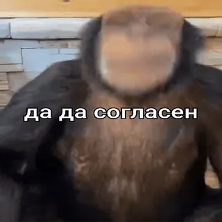😊 да да согласен ape, agree, russian, chimpanzee, primate, meme telegram sticker