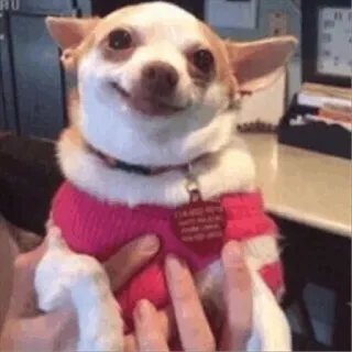 🤭 hond, chihuahua, dier, huisdier, schattig, glimlachend telegram sticker