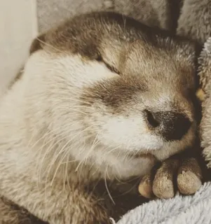 😴 otter, sleeping, animal, cute, mammal, wildlife telegram sticker
