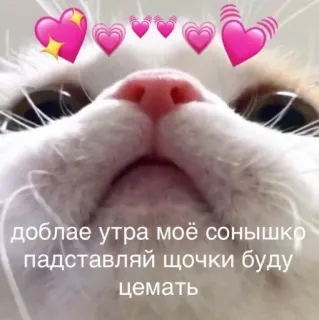 🍄 добае утра моё сонышко
падставляй щочки буду
цемать kucing, hati, cinta, imut, hewan, peliharaan telegram sticker