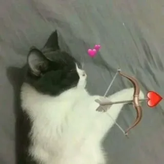 💘 cat, arrow, heart, love, valentine's day, animals, cute, kitten telegram sticker
