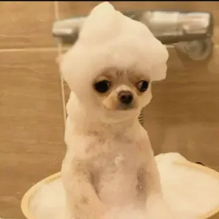 🧃 dog, bubble bath, cute, chihuahua, pet, animal whatsapp sticker