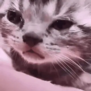 😿 gato, gatinho, triste, chorando, lágrimas, animal telegram sticker