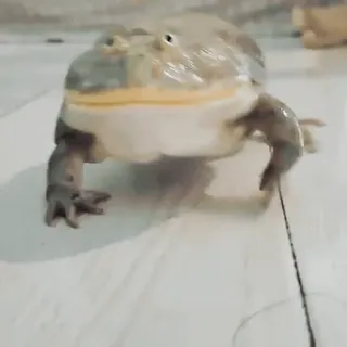 😊 frog, amphibian, animal, pet telegram sticker