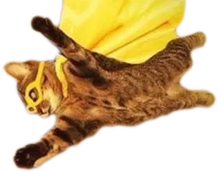 🐱 cat, superhero, cape, mask, animal telegram sticker