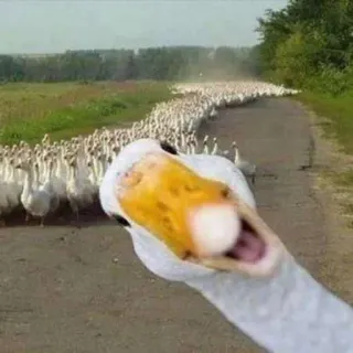 👀 duck, birds, animals, road, geese whatsapp sticker