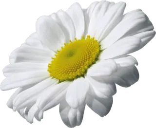 🌸 Blume, Gänseblümchen, weiß, Natur, Blumenmuster whatsapp sticker
