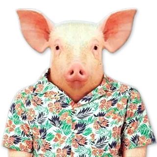 👼 cochon, animal, anthropomorphe, chemise, floral, hawaïen, autocollant telegram sticker