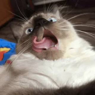 😮 cat, siamese, licking, animal, pet telegram sticker