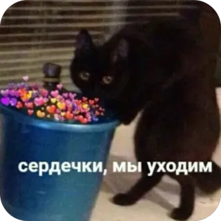 🫥 сердечки, мы уходим cat, black cat, hearts, meme, bucket, funny, wholesome telegram sticker