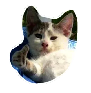 👍 cat, animal, thumbs up telegram sticker