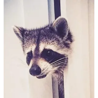🚪 Waschbär, Tier, Säugetier, Wildtier, süß telegram sticker