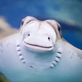 😐 razza, animale, mare, oceano, subacqueo, vita marina whatsapp sticker