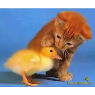 ❤ gato, pato, gatito, animales, lindo telegram sticker