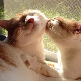 😚 Katzen, Küssen, Tiere, Haustiere, Zuneigung, Haustiere telegram sticker