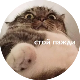 ❌ стой пажди kat, dier, schattig whatsapp sticker