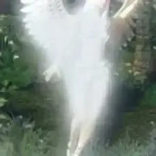 🌟 angel angel, wings, celestial, divine, ethereal, white wings, fantasy, spiritual telegram sticker
