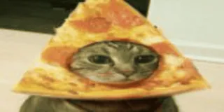 🍕 chat, pizza, nourriture, animal, drôle, animal de compagnie whatsapp sticker