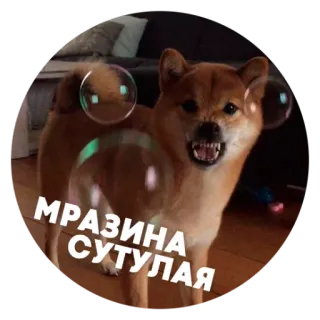 😠 МРАЗИНА СУТУЛАЯ 犬, 怒り, シャボン玉, ミーム, ロシア, 不快 telegram sticker