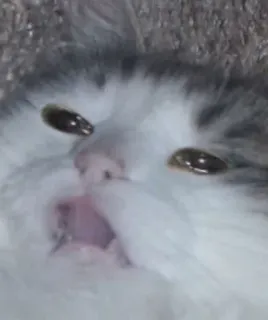 😩 猫, ミーム, 動物, 面白い, 叫び, 叫ぶ telegram sticker