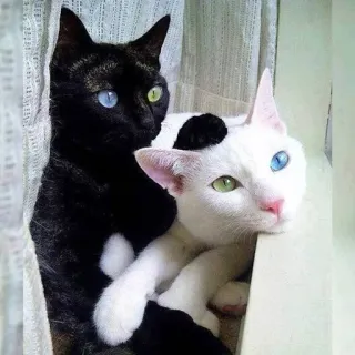 😳 chat, animal, hétérochromie, chat noir, chat blanc, animal domestique, animal de compagnie, félin telegram sticker