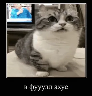 😨 в фууулл ахуе gato, meme, russo, engraçado telegram sticker