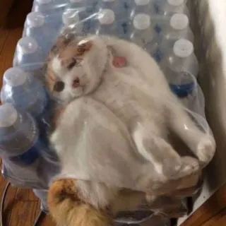 💧 gato, garrafas de água, engraçado, animal, animal de estimação whatsapp sticker