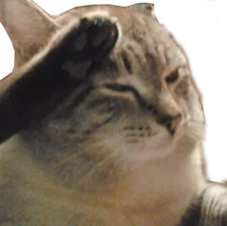 🐱 cat, salute, animal, pet, cute, funny, meme, saluting telegram sticker
