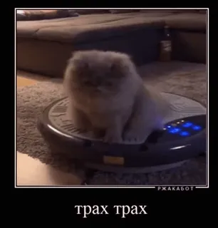 🌟 трах трах 고양이, 동물, 귀여운, 애완동물, 애완동물, 웃긴 telegram sticker