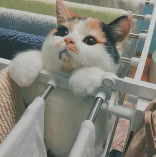 🐱 kot, kot szylkretowy, słodkie zwierzę, zwierzę domowe, zwierzę domowe, suszarka na pranie telegram sticker